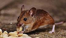 24 Hour & Emergency Exterminators in W Kennebunk, ME